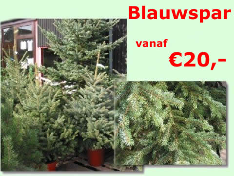 liever een blauwspar ? klik hier - Blauwspar