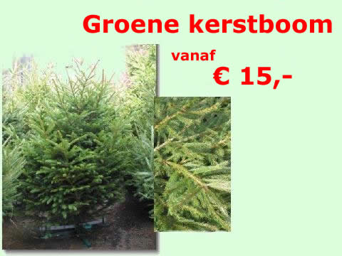 groene kerstbomen bestel je ook bij Kerstboomexpress - Groene Kerstboom 