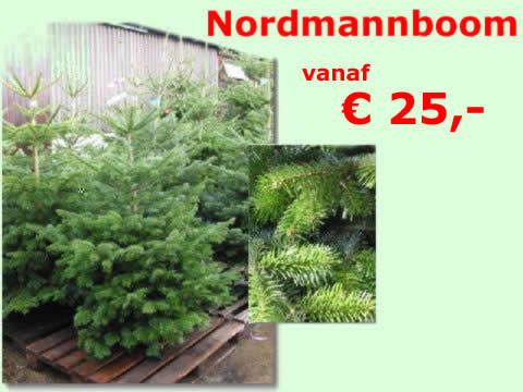 Nordmannboom